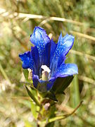 Gentiana pneumonanthe