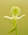 13 Platanthera chlorantha - Keila uploaded by Iifar, nominated by Iifar,  10,  0,  0