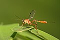 57 Cremastinae wasp uploaded by Muhammad Mahdi Karim, nominated by Muhammad Mahdi Karim