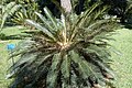 Cycas taiwaniana