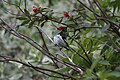 Suomi: kuusitiainen (periparus ater) oksalla.