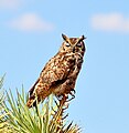 Bubo virginianus Sleeping