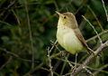 Melodious warbler (Hippolais polyglotta) au Petit Loc'h.