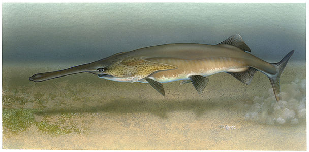 Timothy Knepp Paddlefish (Polyodon spathula)