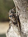 55 Cicadidae 2017 Koroni 08 uploaded by Sputniktilt, nominated by Sputniktilt