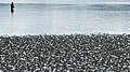 44 Fisherman at Gullmarsvik mudflats uploaded by W.carter, nominated by W.carter