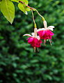 Fuchsia 'Violetkoningin'.