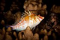 7 2018 fiji, 10 april, freeway, dwarf hawkfish (40966872195) uploaded by Christian Ferrer, nominated by Iifar,  12,  0,  0