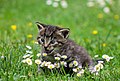 "A_kitten_on_the_lawn_(Pixabay).jpg" by User:Pseudo Classes