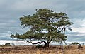 11 Delleboersterheide, natuurgebied van het It Fryske Gea. 25-12-2019. (actm.) 10 uploaded by Agnes Monkelbaan, nominated by Agnes Monkelbaan,  15,  0,  0