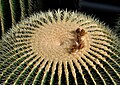 Commons:Picture of the Year/2012/R1/Echinocactus grusonii qtl1.jpg