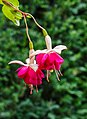 Fuchsia 'Violetkoningin'.