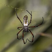 Nephila inaurata madagascariensis (Golden orb-weaver spider) female dorsal