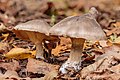 74 'Clitocybe nebularis with Deformity on the cap.' - a set of 2 files uploaded by Famberhorst, nominated by Famberhorst,  14,  0,  0