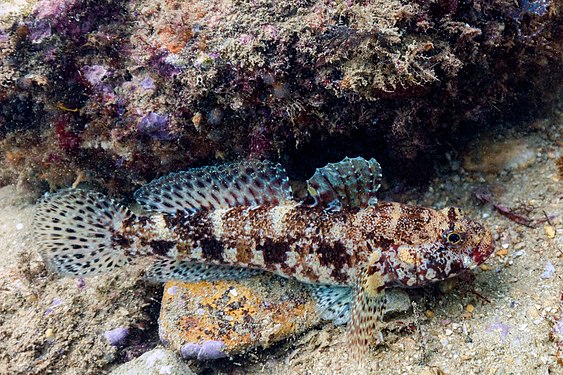 Red-mouthed goby (Gobius cruentatus), Arrábida Natural Park, Portugal.