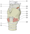 Human Larynx