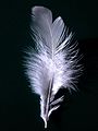 A single white feather closeup