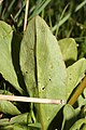 Dodecatheon pulchellum