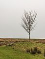 Houten bank onder een Iep (Ulmus) in het Iepenarboretum joure.