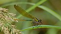 Gebänderte Prachtlibelle - Calopteryx splendens, Weibchen, am See in Pfingstberg