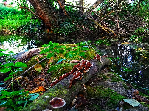 Biotopo Rio dei gamberi