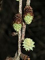 Pollen cones (top two), immature seed cone (lower)