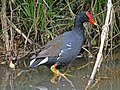 Gallinula galeata (cat.)