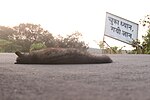 Thumbnail for File:Indian Palm Civet (Paradoxurus hermaphroditus) - Road Killed 1.jpg