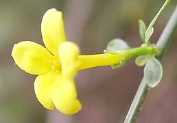 Jasminum fruticans