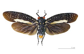 Lystra lanata Mounted scpecimen, dorsal view