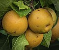 3 Pyrus pyrifolia fruit on tree PS 2z LR uploaded by PumpkinSky, nominated by PumpkinSky