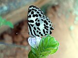 (Castalius rosimon) Common pierrot at Mudasarlova