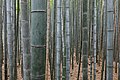 "Bamboo_Forest,_Arashiyama,_Kyoto,_Japan.jpg" by User:Basile Morin