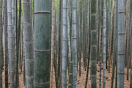 "Bamboo_Forest,_Arashiyama,_Kyoto,_Japan.jpg" by User:Basile Morin