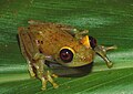 Boophis viridis