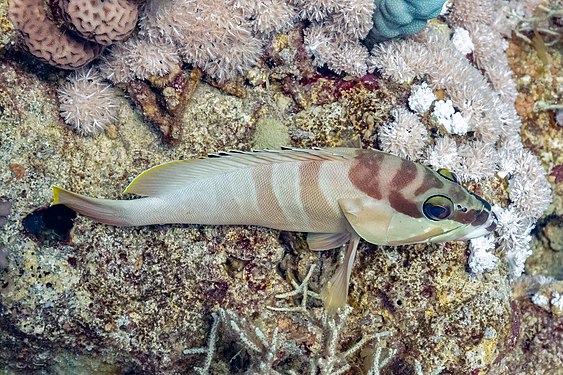 Blacktip grouper (Epinephelus fasciatus), Ras Muhammad National Park, Egypt.