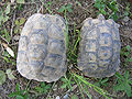 Testudo graeca female left, male right