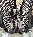 97 Zebra 2013 10 06 1274 uploaded by Alandmanson, nominated by Alandmanson