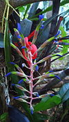 Billbergia chlorosticta