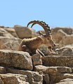 114 Israel-2013-Makhtesh Ramon 02 (Ibex) uploaded by Godot13, nominated by Tomer T