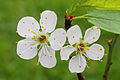 "Krentenboompje_(Amelanchier)._Bloemen_06.JPG" by User:Famberhorst