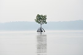 Mangrove in Ashtamudi Lake, Kerala