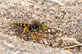 Sand wasp (Bembix rostrata) au Fort du Loc'h.