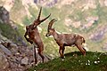 20 Stambecchi nel Parco Nazionale del Gran Paradiso uploaded by Luca Casale, nominated by Tomer T,  22,  2,  0