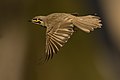 102 Yellow-faced Honeyeater 2 - Castlereagh Nature Reserve uploaded by JJ Harrison, nominated by Iifar,  21,  0,  0