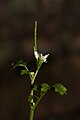 Cardamine oligosperma