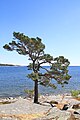 Eastern edge of "Dansberget" of Village Sandhamn on Island Sandön at East coast of Sweden June 2018