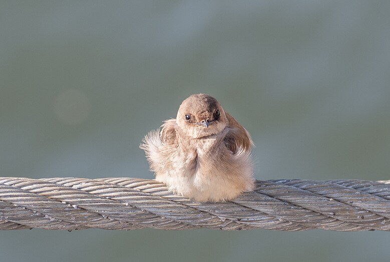 Northern rough-winged swallow