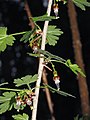   Ribes divaricatum