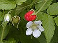 Rubus rosifolius